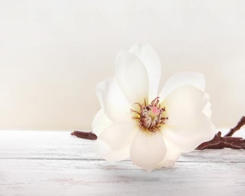 Flower 11