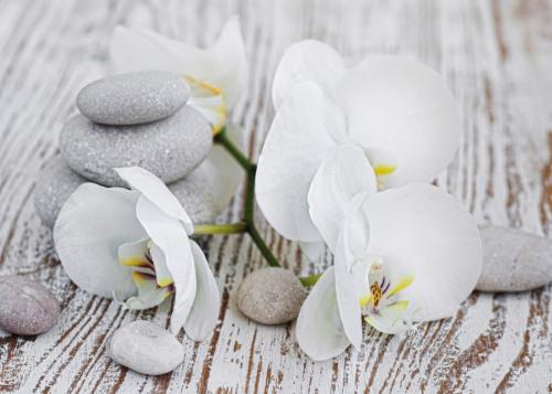 Orchideje 6