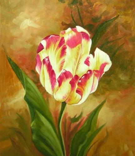 Tulipán