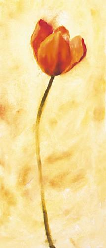 Červený tulipán