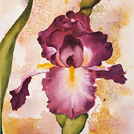 Iris 2ZD