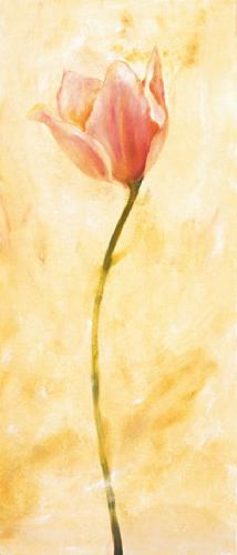 Růžový tulipán
