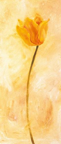 Žlutý tulipán
