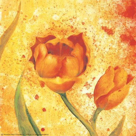 Barevný tulipán