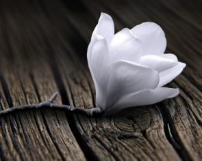 Magnolie 1
