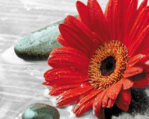 Červená gerbera 6