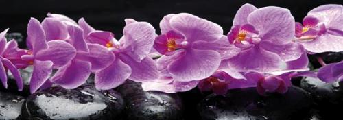 Fialové orchideje
