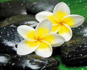 Flower and stone 8