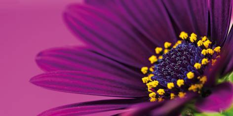 Gerbera 5