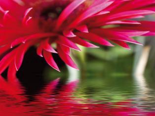Gerbera 2