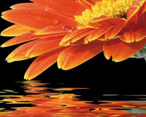Žlutá gerbera