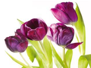 Fialové tulipány