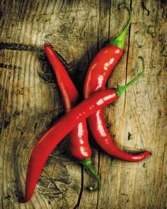 Chilli papričky 1