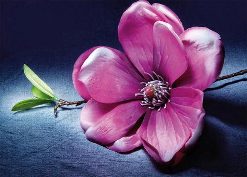 Flower 10