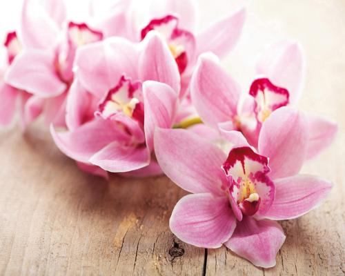 Orchidej 12