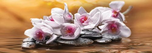 Orchideje 7