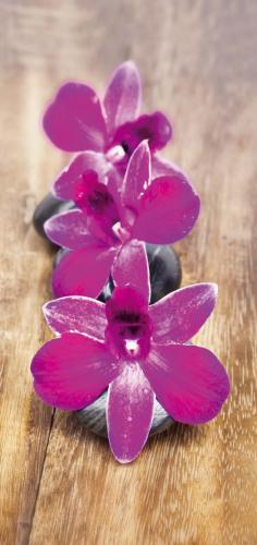Fialové orchideje