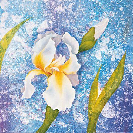 Iris s modrou