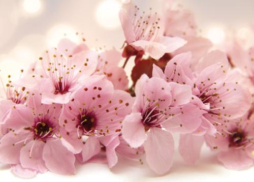 Branch of flower