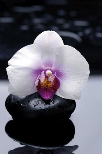 Flower 4