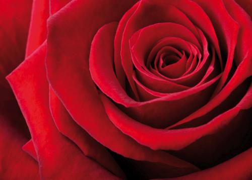 Rose close-up