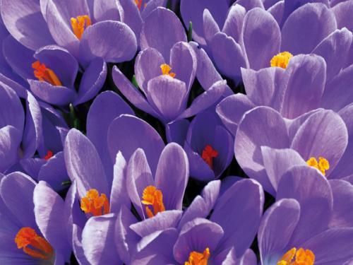 Purple crocus