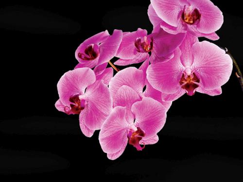 Purple orchids
