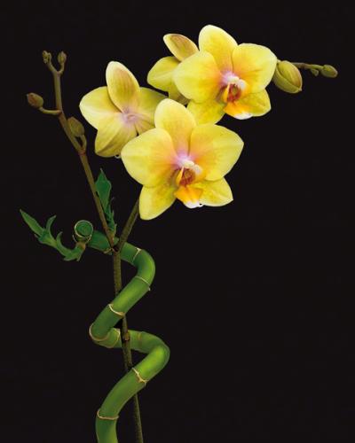Blooming yellow orchid and bamboo