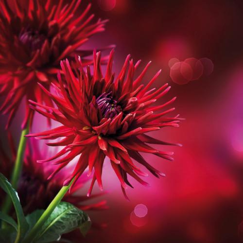 Dahlia Autumn flower design 3